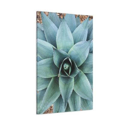 Agave 1- Jon Carrasco Curations Gardens of the World Collection