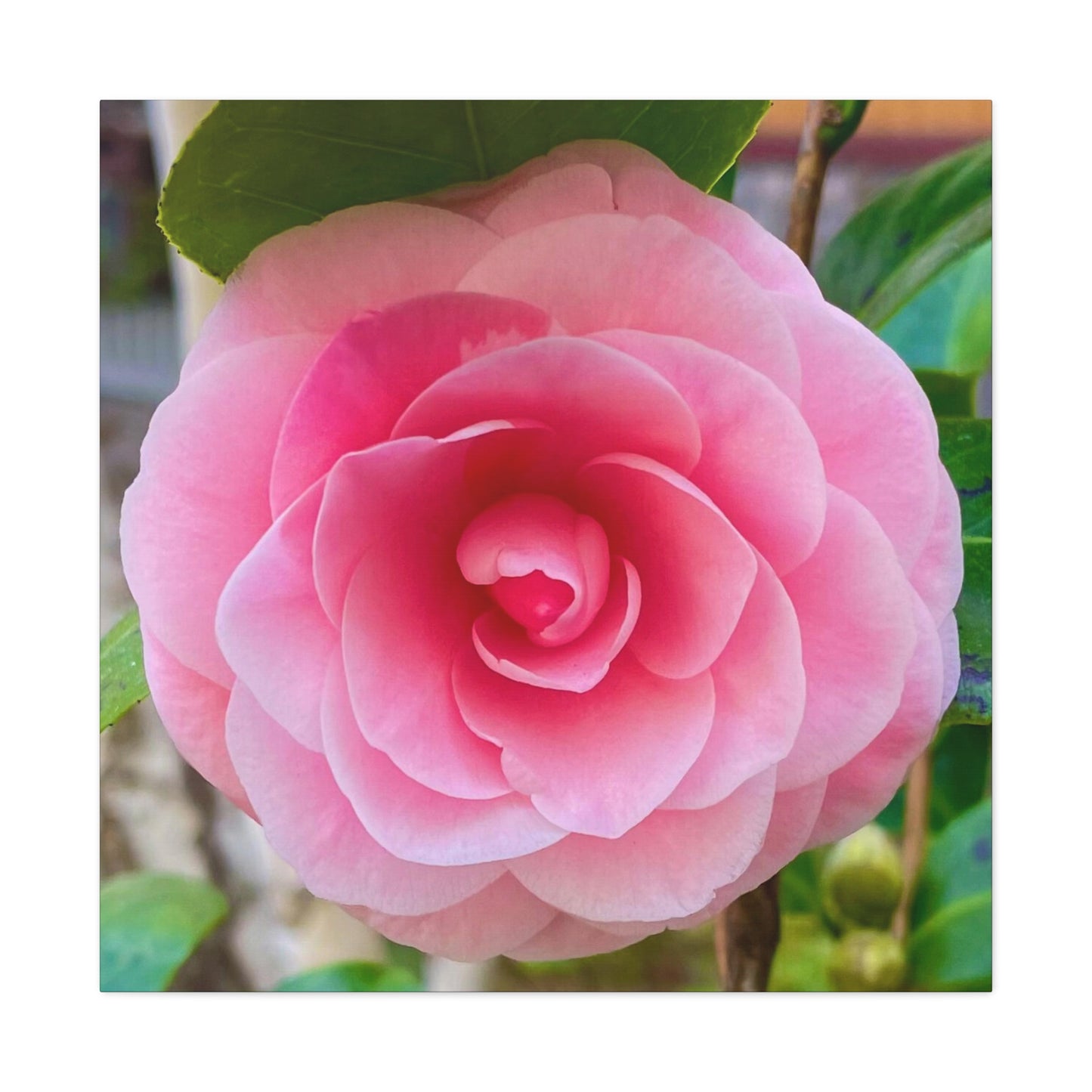 Pink Rose - Jon Carrasco Curations Gardens of the World Collection