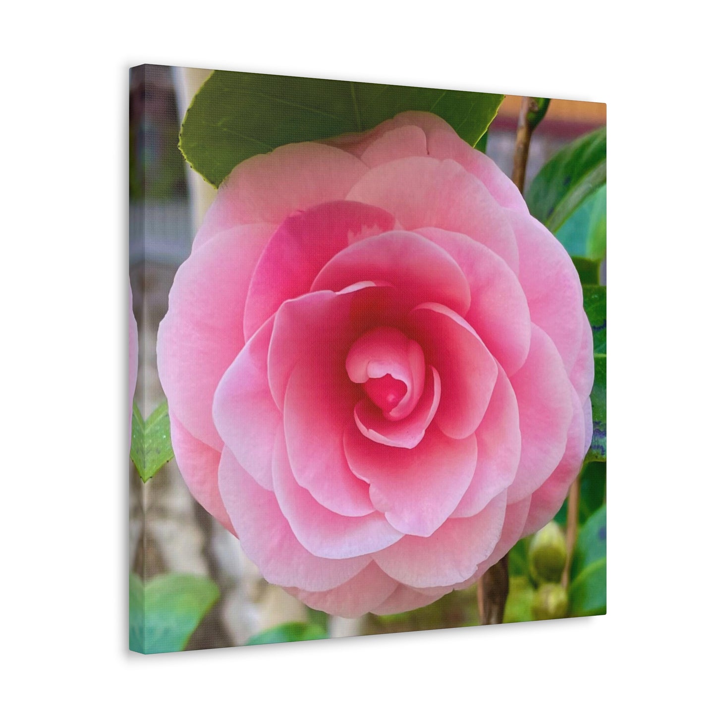 Pink Rose - Jon Carrasco Curations Gardens of the World Collection