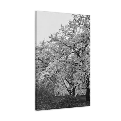 Cherry Blossom - Jon Carrasco Curations Black and White Collection