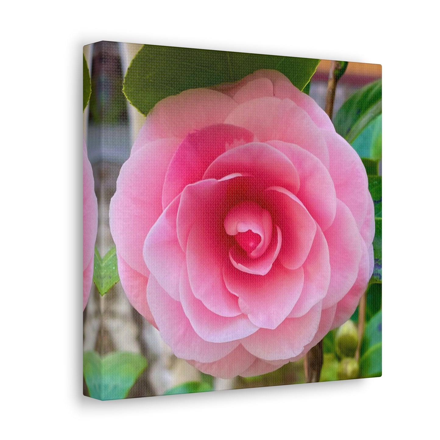 Pink Rose - Jon Carrasco Curations Gardens of the World Collection