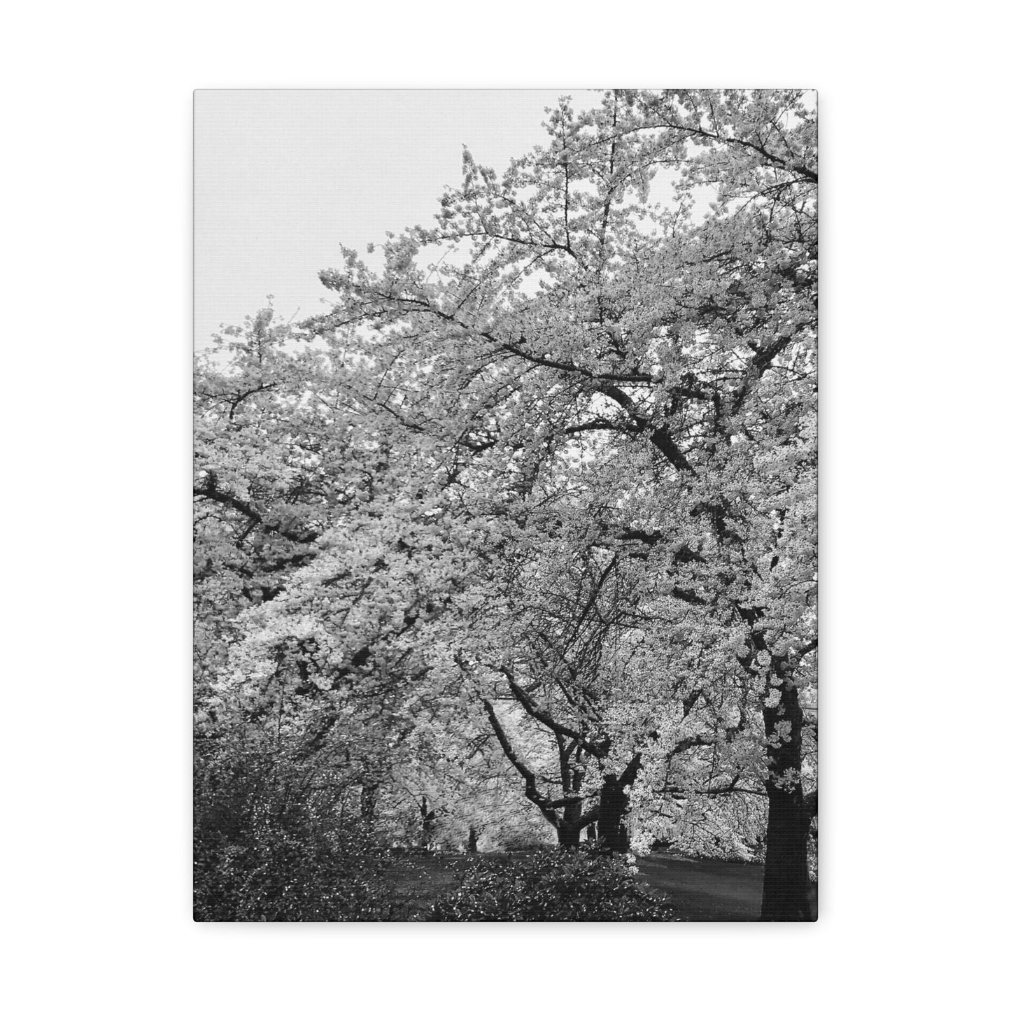 Cherry Blossom - Jon Carrasco Curations Black and White Collection