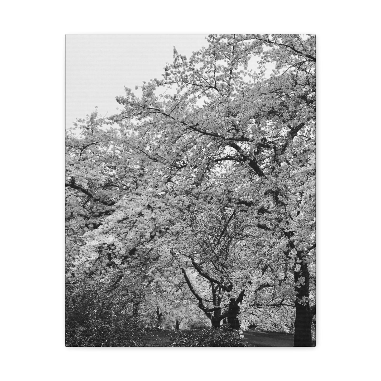 Cherry Blossom - Jon Carrasco Curations Black and White Collection