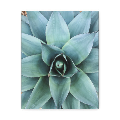 Agave 1- Jon Carrasco Curations Gardens of the World Collection