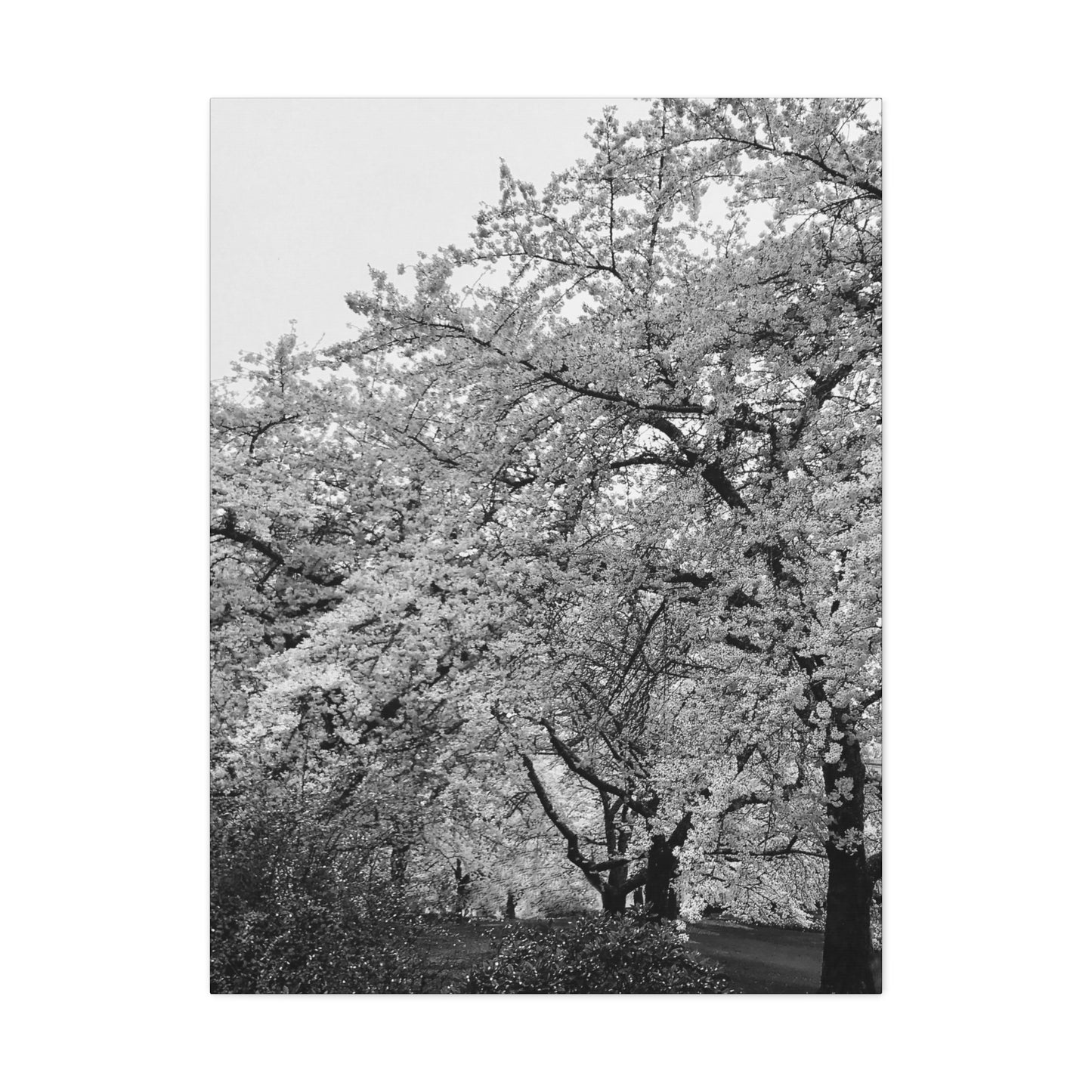 Cherry Blossom - Jon Carrasco Curations Black and White Collection