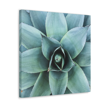 Agave 1- Jon Carrasco Curations Gardens of the World Collection