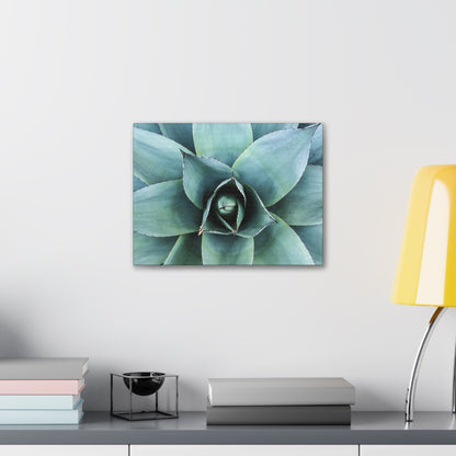 Agave 1- Jon Carrasco Curations Gardens of the World Collection