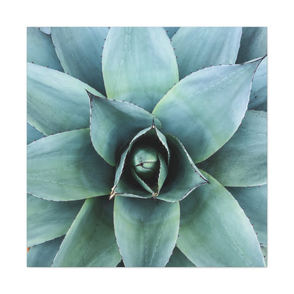 Agave 1- Jon Carrasco Curations Gardens of the World Collection