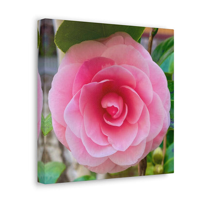 Pink Rose - Jon Carrasco Curations Gardens of the World Collection