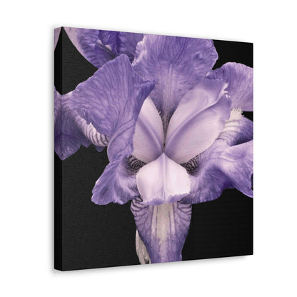 Iris - Jon Carrasco Curations Gardens of the World Collection