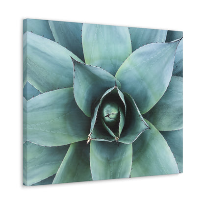 Agave 1- Jon Carrasco Curations Gardens of the World Collection