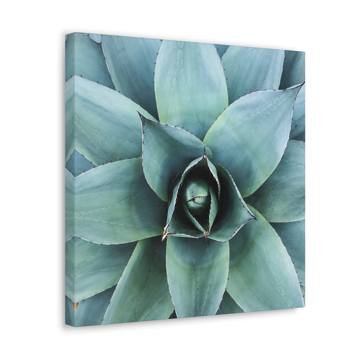 Agave 1- Jon Carrasco Curations Gardens of the World Collection