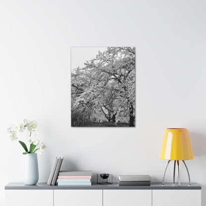 Cherry Blossom - Jon Carrasco Curations Black and White Collection