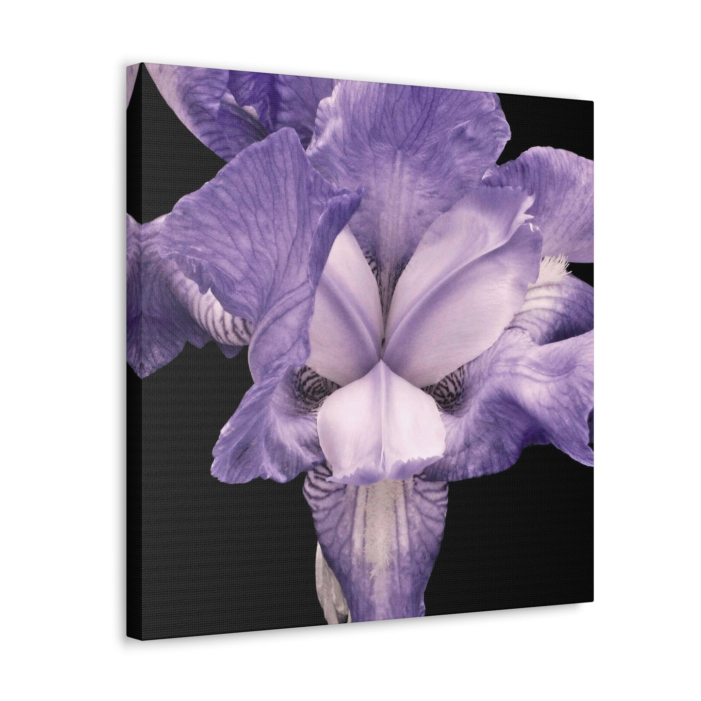 Iris - Jon Carrasco Curations Gardens of the World Collection