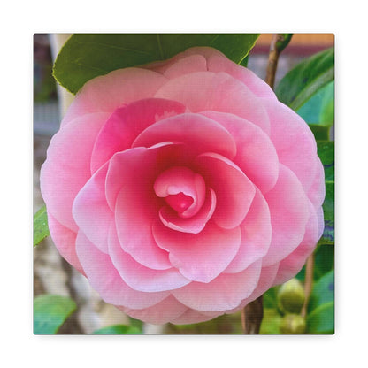 Pink Rose - Jon Carrasco Curations Gardens of the World Collection