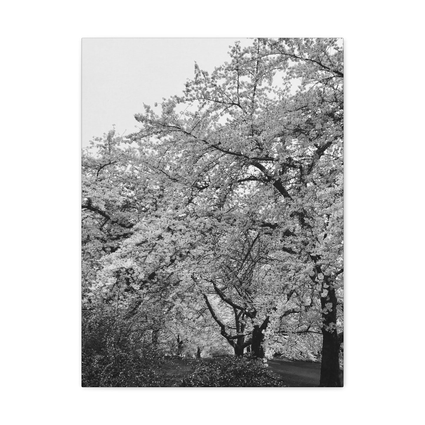 Cherry Blossom - Jon Carrasco Curations Black and White Collection