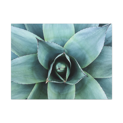 Agave 1- Jon Carrasco Curations Gardens of the World Collection