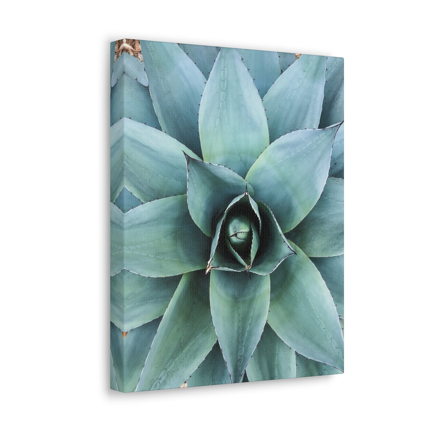 Agave 1- Jon Carrasco Curations Gardens of the World Collection