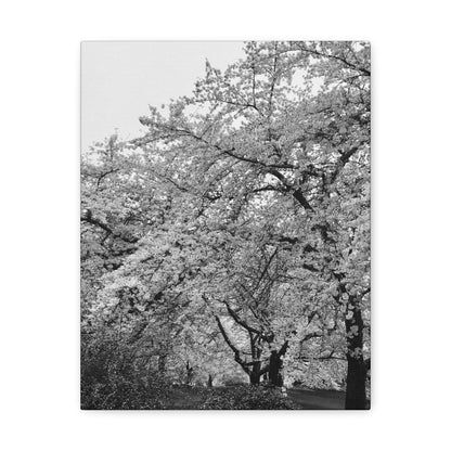 Cherry Blossom - Jon Carrasco Curations Black and White Collection