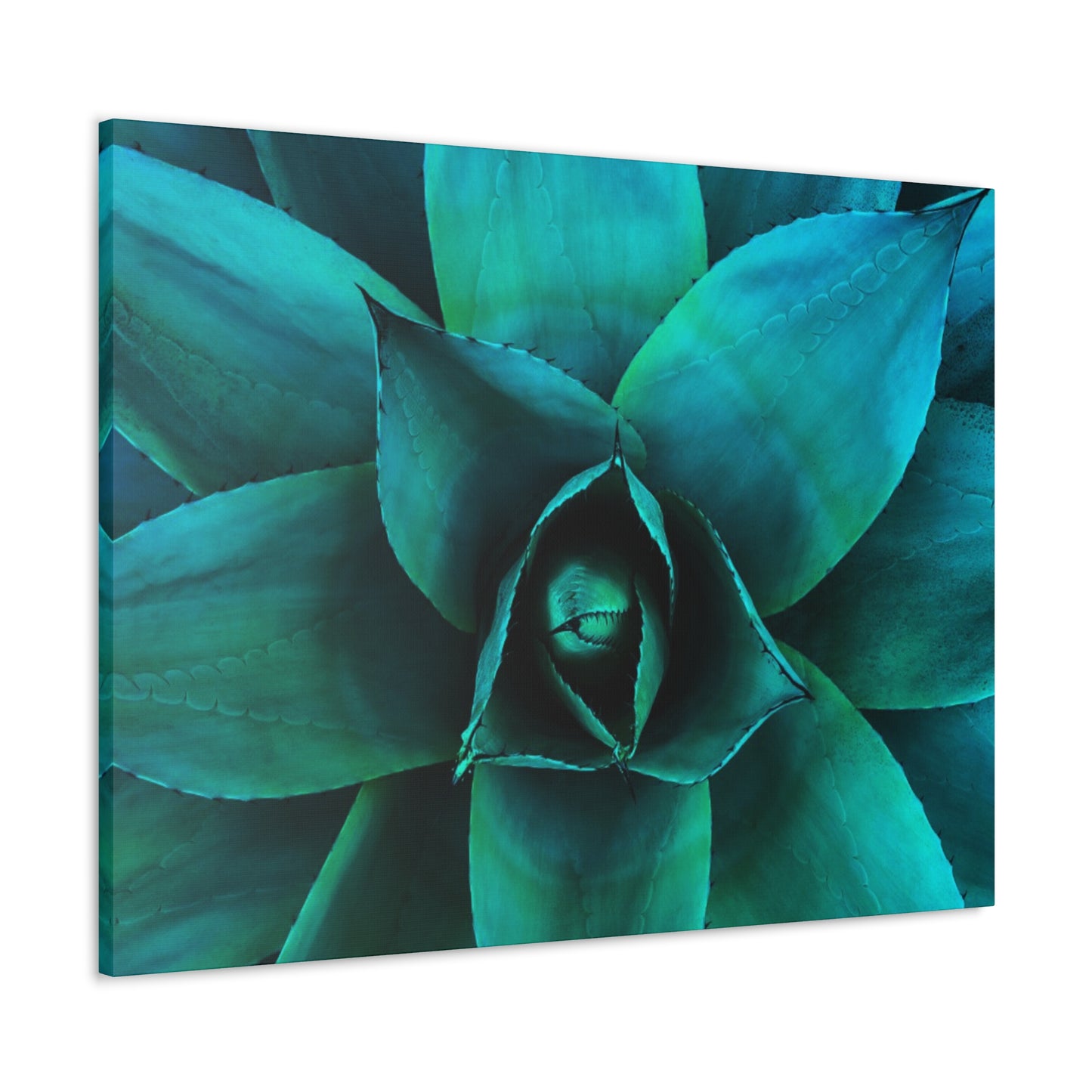 Agave 2- Jon Carrasco Curations Gardens of the World Collection