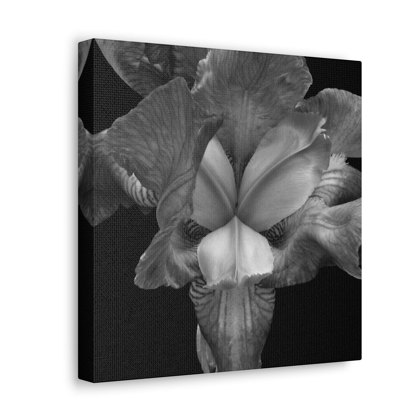 Iris - Jon Carrasco Curations Black and White Collection