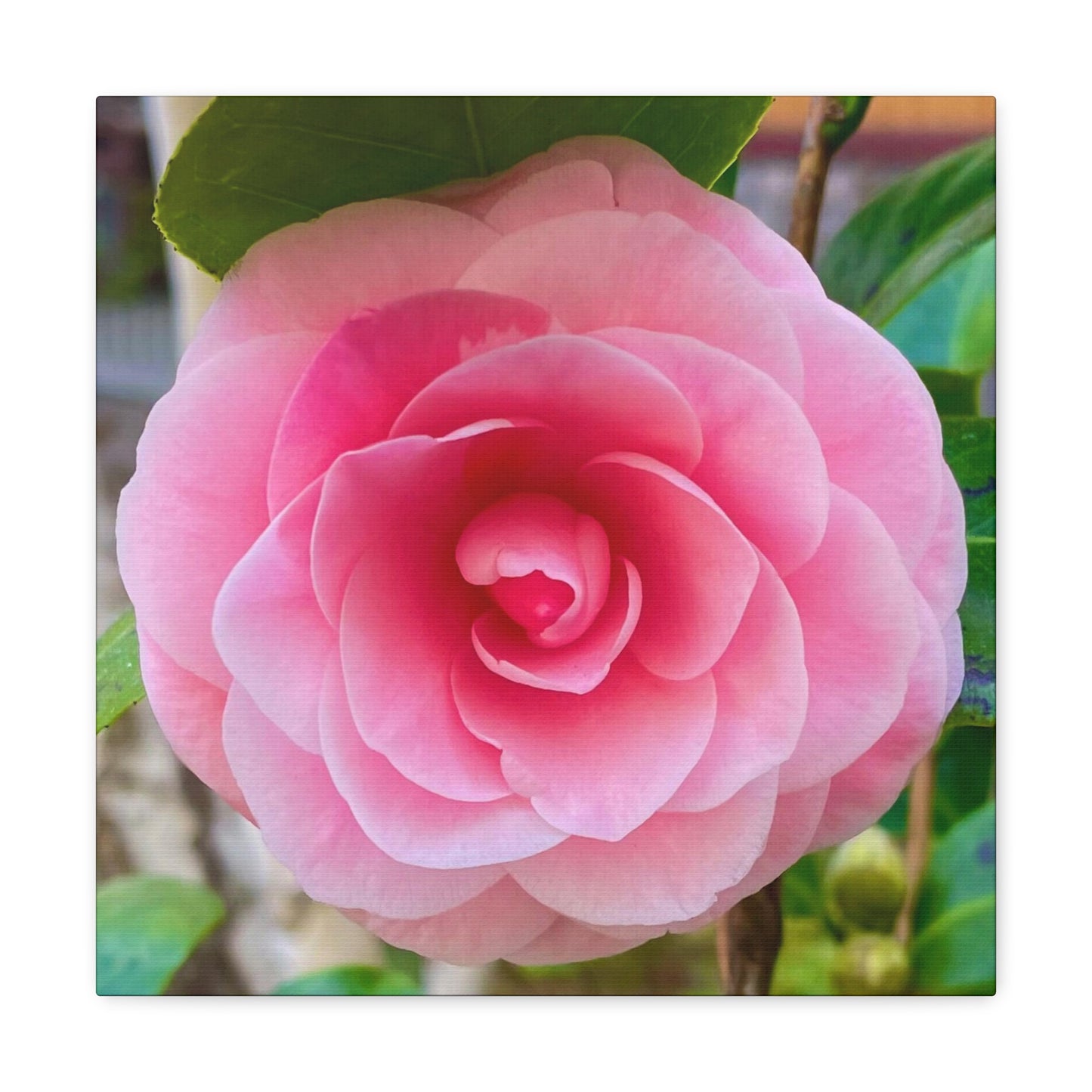 Pink Rose - Jon Carrasco Curations Gardens of the World Collection