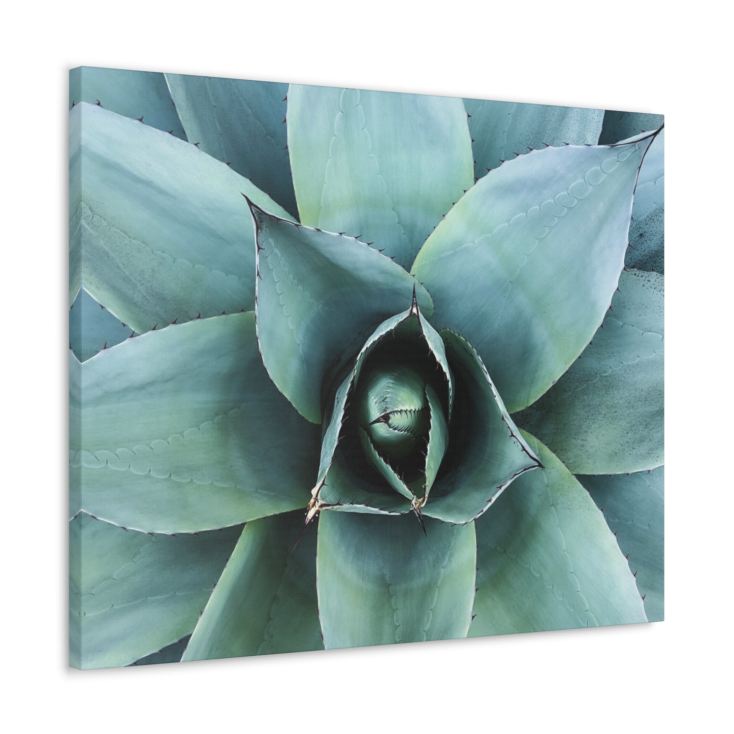 Agave 1- Jon Carrasco Curations Gardens of the World Collection