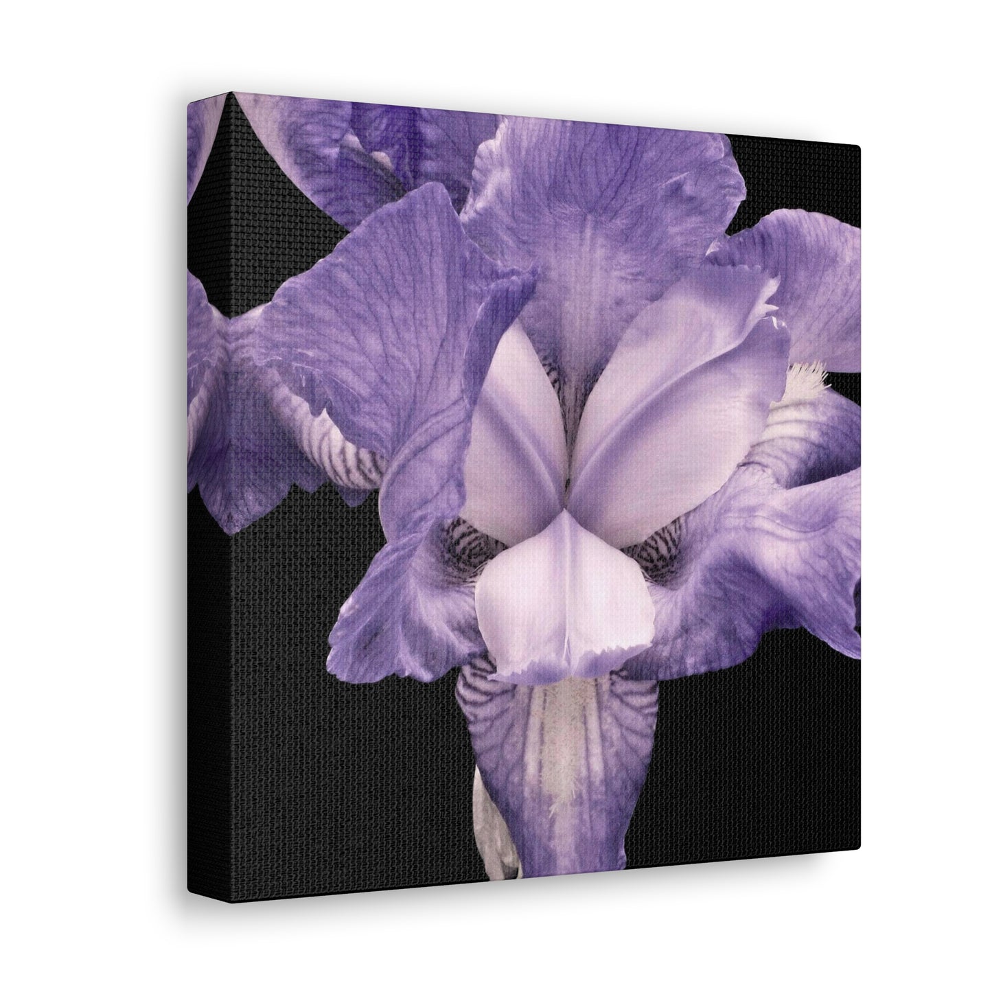 Iris - Jon Carrasco Curations Gardens of the World Collection