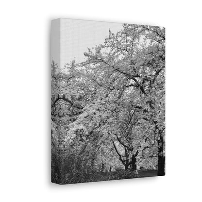 Cherry Blossom - Jon Carrasco Curations Black and White Collection