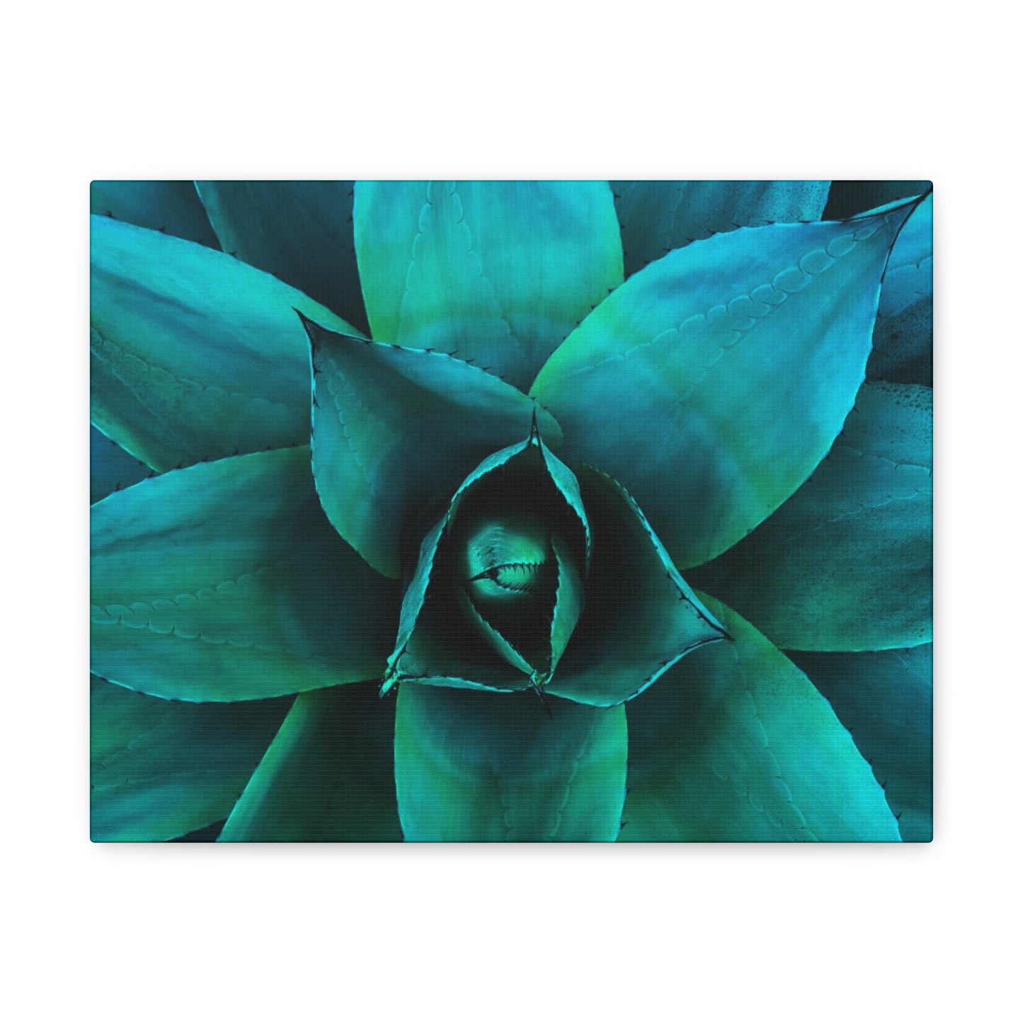 Agave 2- Jon Carrasco Curations Gardens of the World Collection