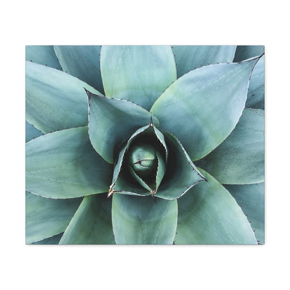 Agave 1- Jon Carrasco Curations Gardens of the World Collection