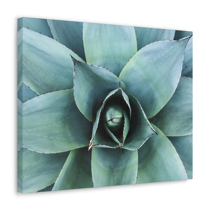 Agave 1- Jon Carrasco Curations Gardens of the World Collection