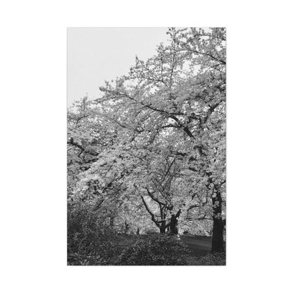 Cherry Blossom - Jon Carrasco Curations Black and White Collection