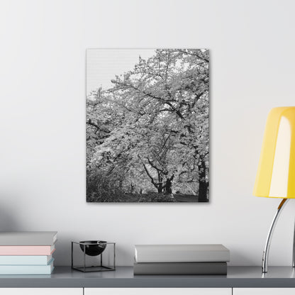 Cherry Blossom - Jon Carrasco Curations Black and White Collection