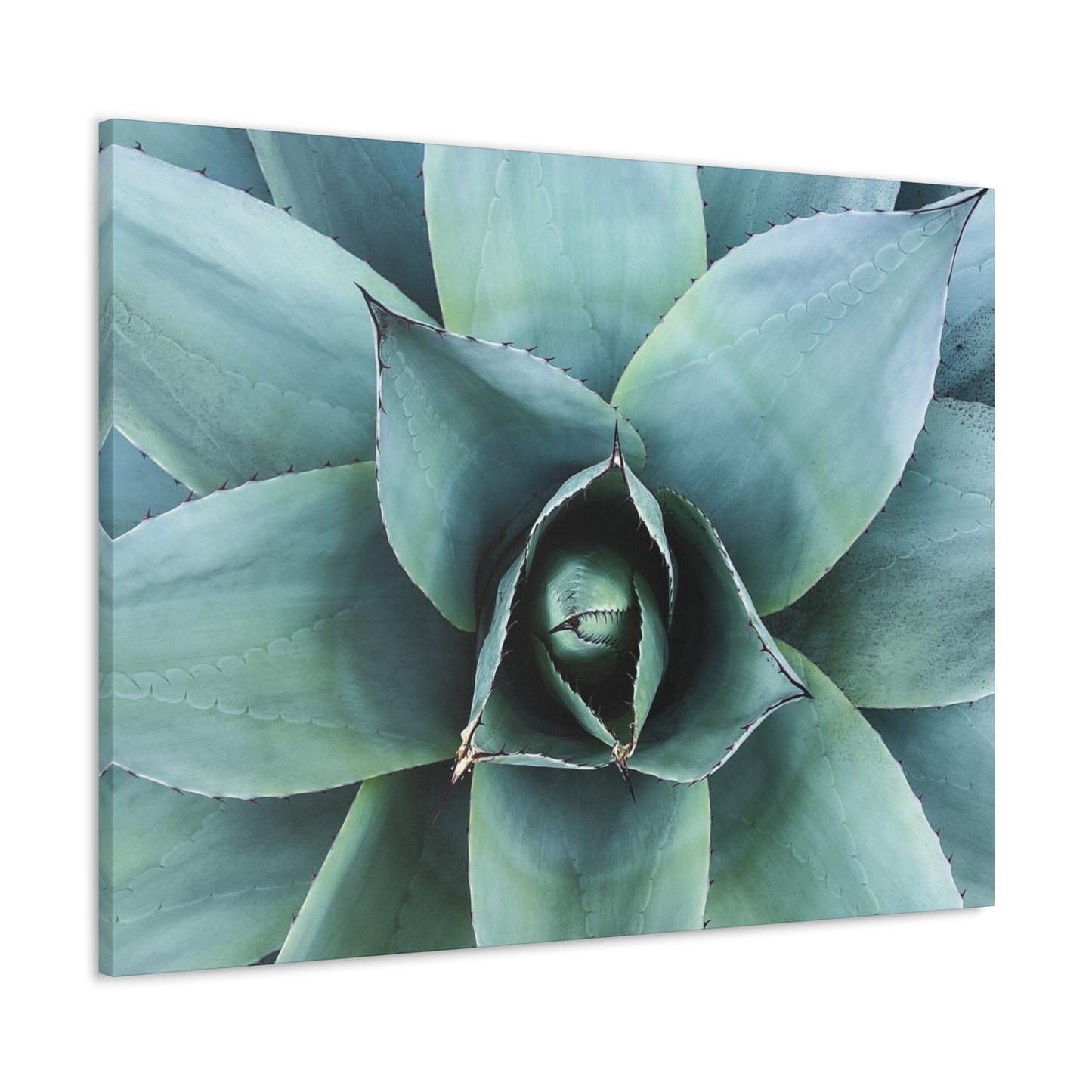 Agave 1- Jon Carrasco Curations Gardens of the World Collection