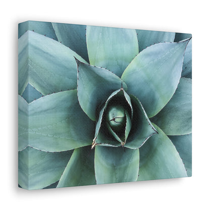 Agave 1- Jon Carrasco Curations Gardens of the World Collection