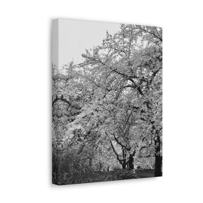 Cherry Blossom - Jon Carrasco Curations Black and White Collection