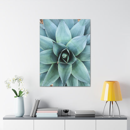 Agave 1- Jon Carrasco Curations Gardens of the World Collection