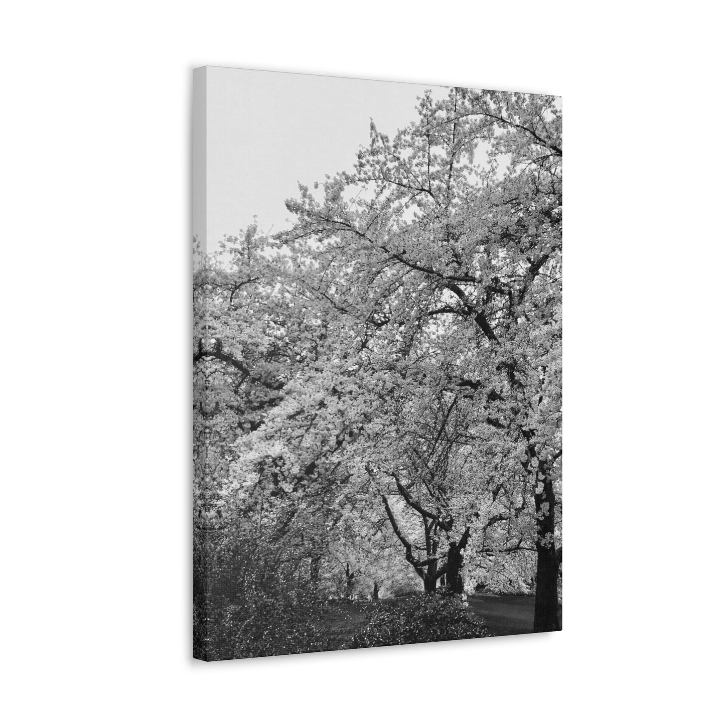 Cherry Blossom - Jon Carrasco Curations Black and White Collection