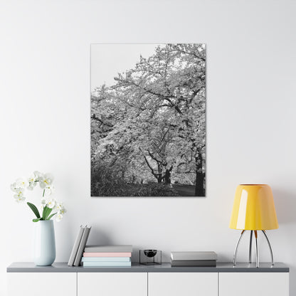 Cherry Blossom - Jon Carrasco Curations Black and White Collection