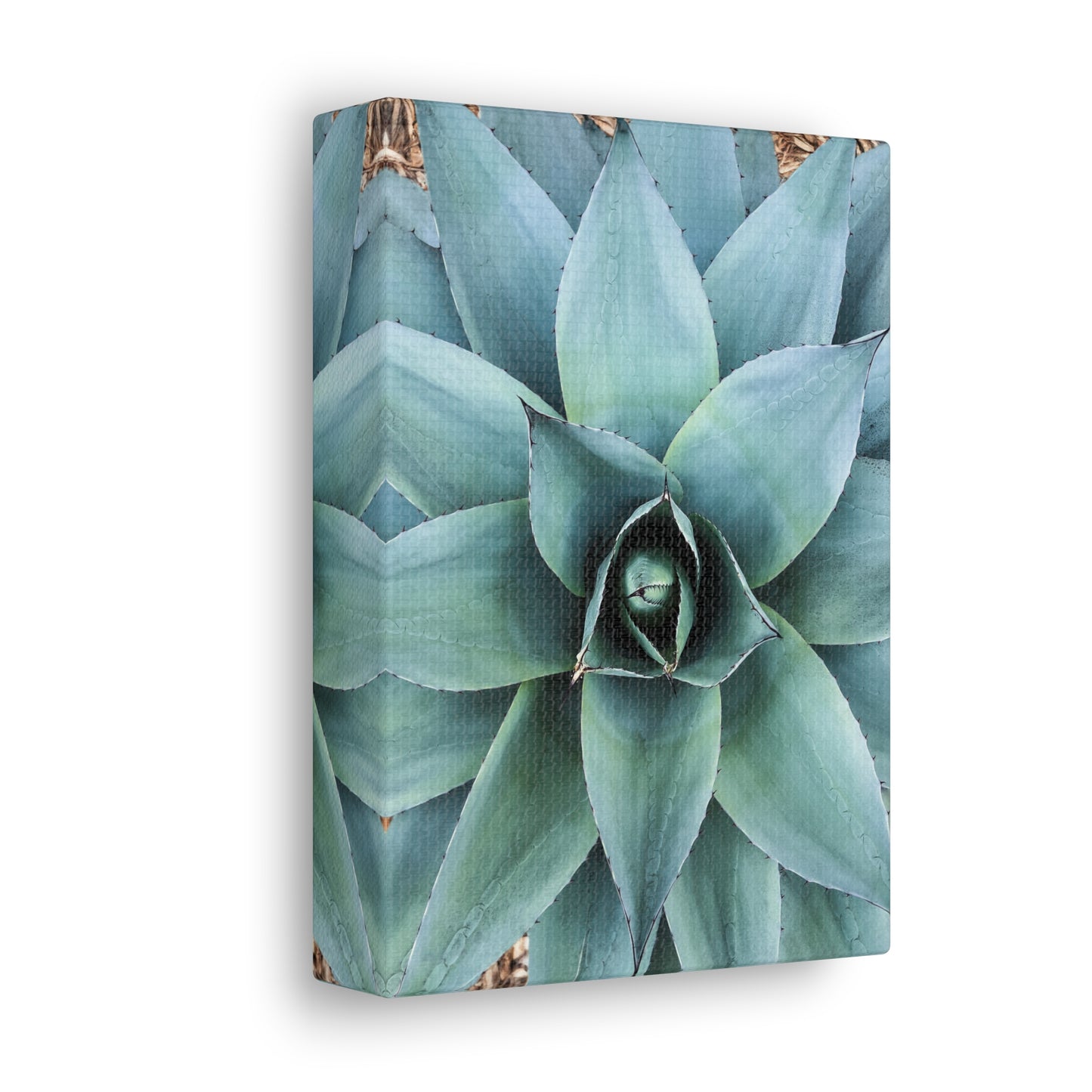 Agave 1- Jon Carrasco Curations Gardens of the World Collection