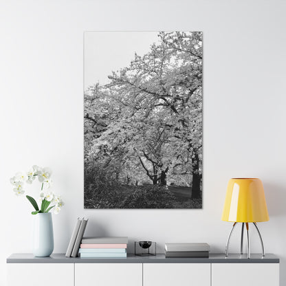 Cherry Blossom - Jon Carrasco Curations Black and White Collection