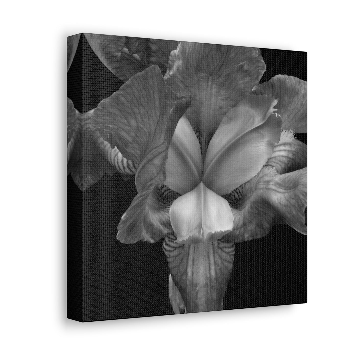 Iris - Jon Carrasco Curations Black and White Collection