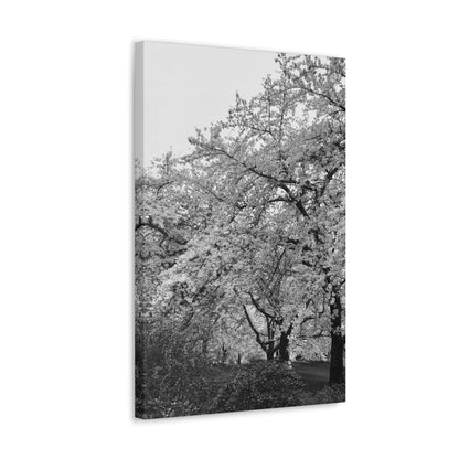 Cherry Blossom - Jon Carrasco Curations Black and White Collection