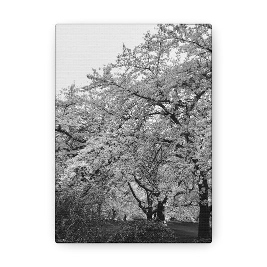 Cherry Blossom - Jon Carrasco Curations Black and White Collection