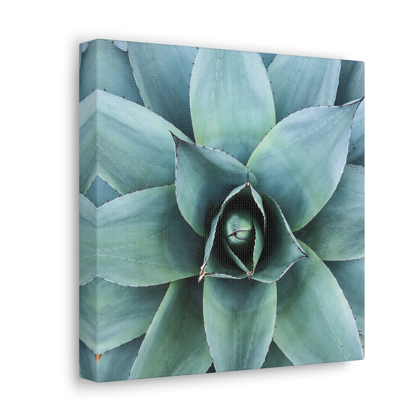 Agave 1- Jon Carrasco Curations Gardens of the World Collection