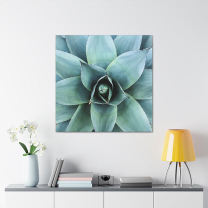 Agave 1- Jon Carrasco Curations Gardens of the World Collection