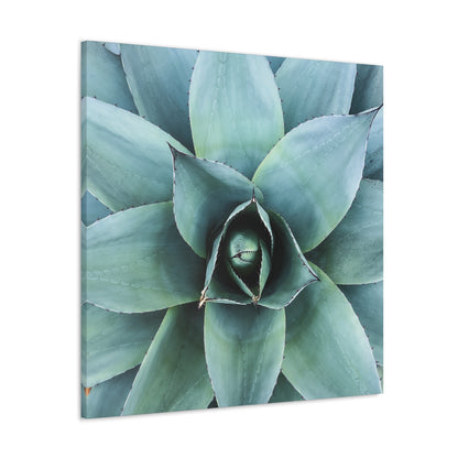 Agave 1- Jon Carrasco Curations Gardens of the World Collection