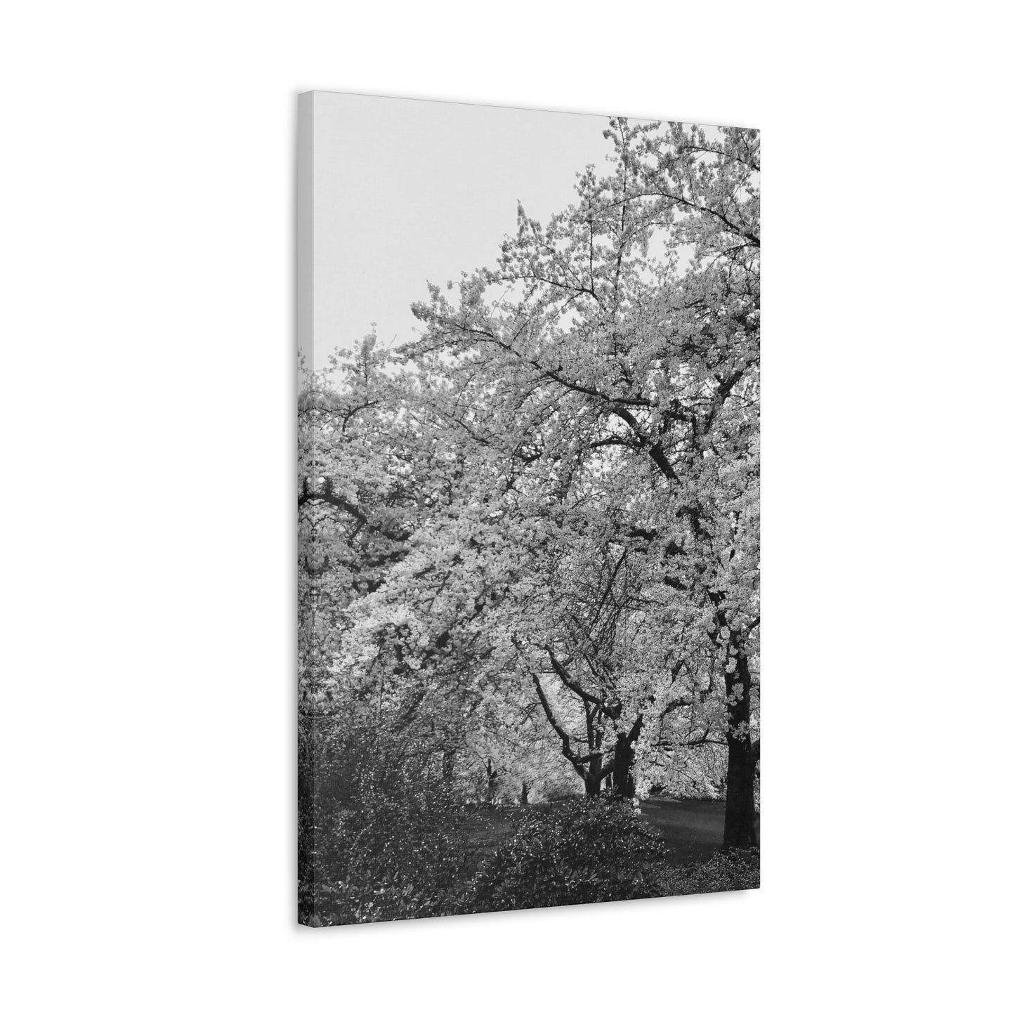 Cherry Blossom - Jon Carrasco Curations Black and White Collection