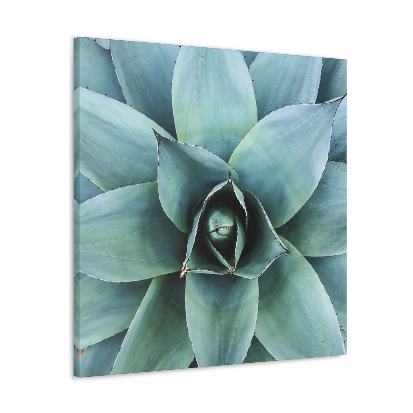 Agave 1- Jon Carrasco Curations Gardens of the World Collection